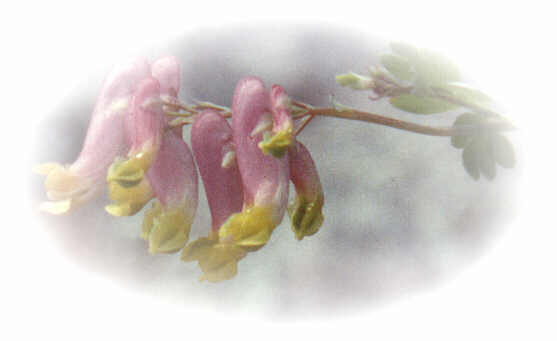 Pale corydalis flowers — slender pink blooms tipped with yellow