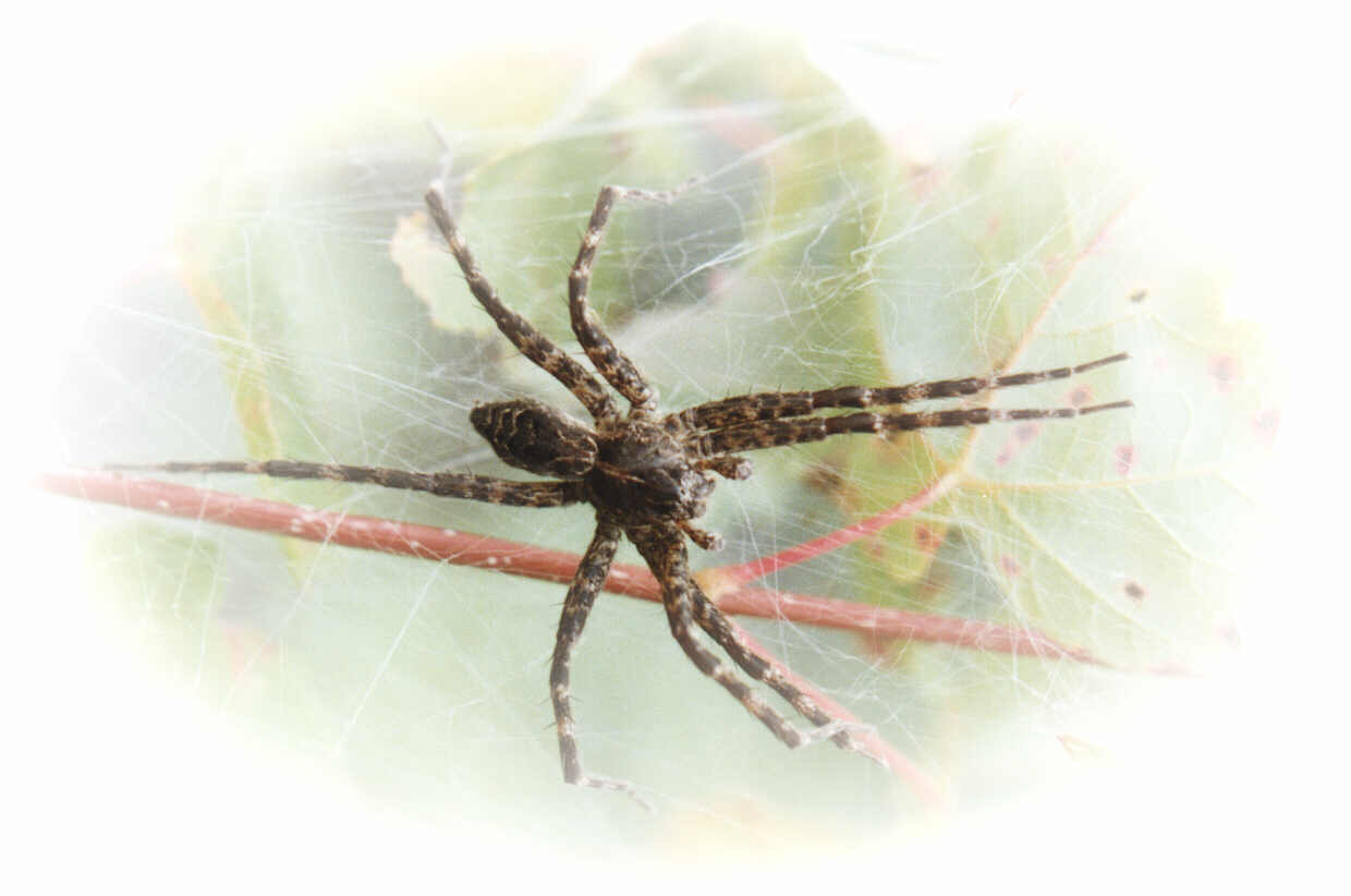A spider resting on silk webbing spun across green leaves